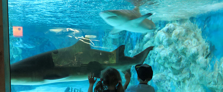 Meeresaquarium Zelle-Mehlis (Foto: Brigitte Günkel)