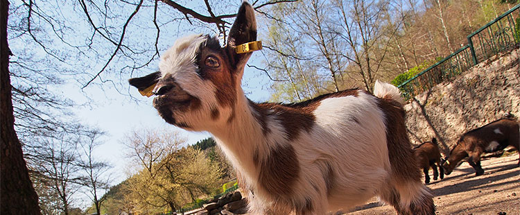 Streichelgehege im Tierpark Suhl (Foto: Andreas Kuhrt)