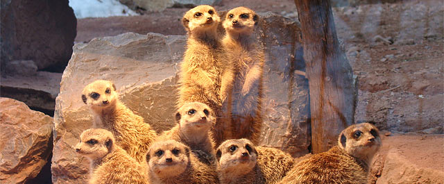 Erdmännchen-Anlage im Tierpark Suhl | Foto: Ingrid Ehrhardt