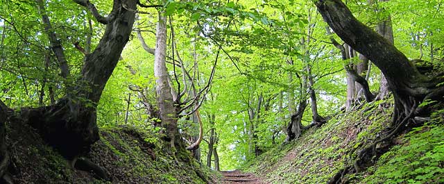 Hohle in Suhl | Foto: Brigitte Günkel